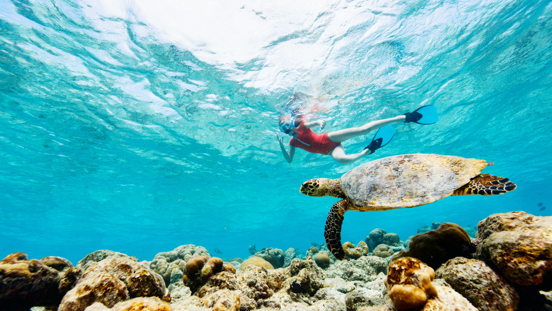 Snorkel with Turtles